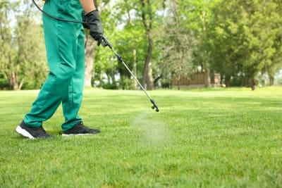 lawn pest control Melbourne