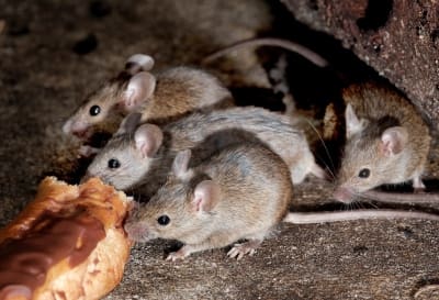 mice control Melbourne