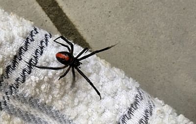 spider removal