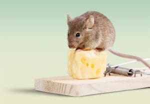 Mouse Baits and Mice Removal