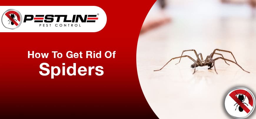How To Get Rid Of Spiders