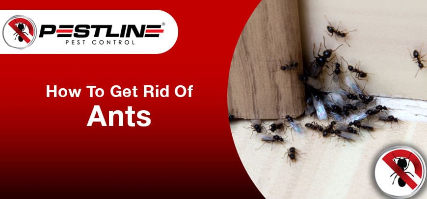 How To Get Rid Of Ants
