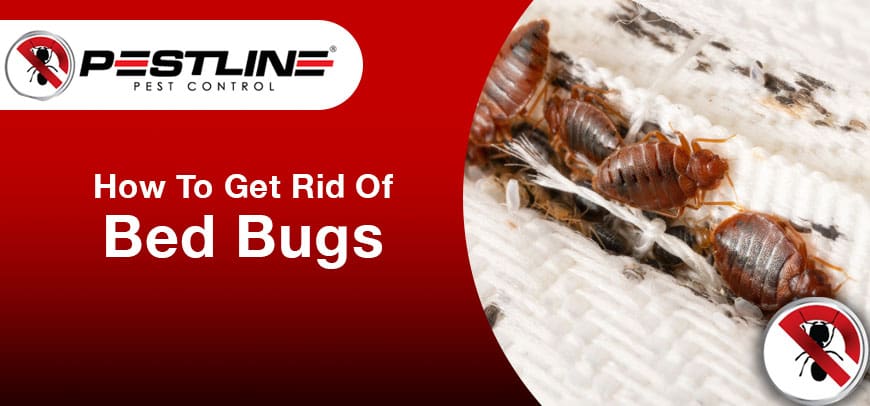 How To Get Rid Of Bed Bugs