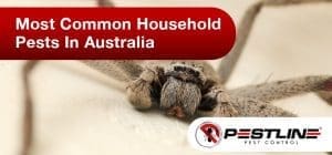 Most Common Household Pests in Australia