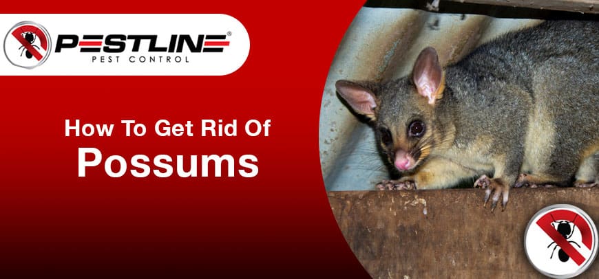 How To Get Rid Of Possums