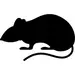 A small gray mouse sits on a plain white background, showcasing its round ears and whiskers.