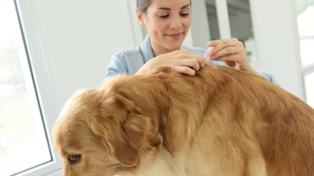Step 1 - Treat Your Pets