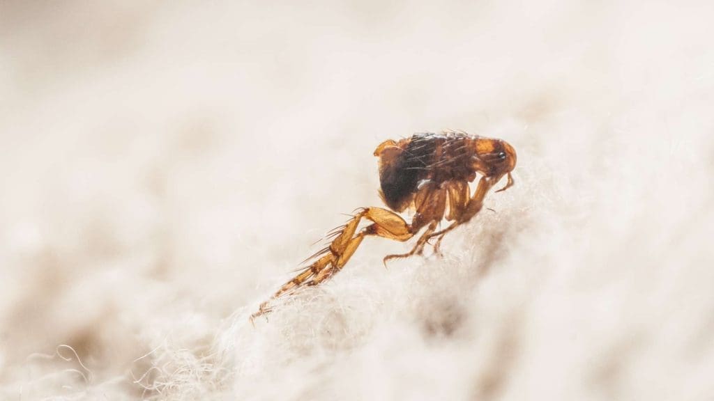Step 3 - Use Flea Spray