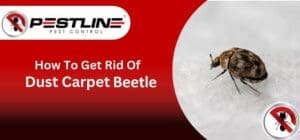 How to Get Rid of Dust Carpet Beetle