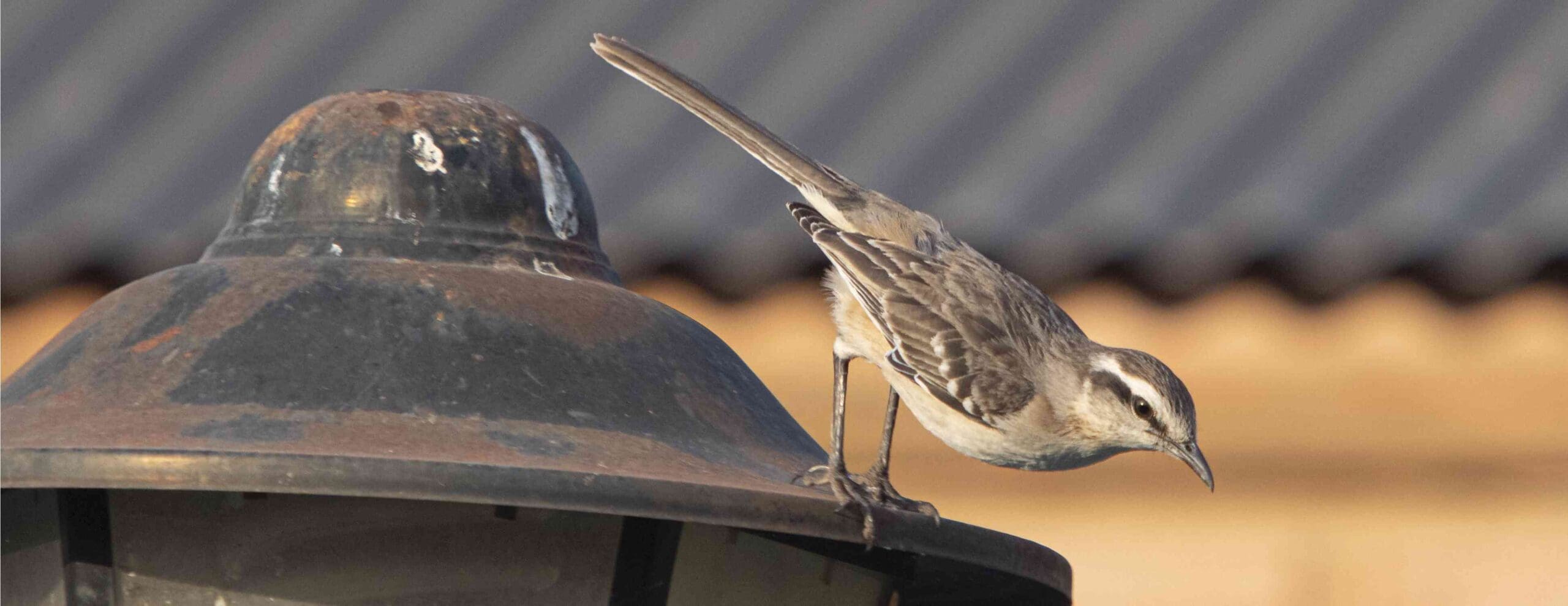 Bird Proofing