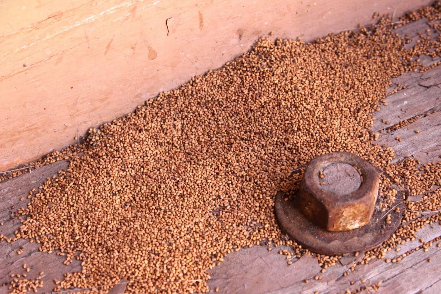 Here is What to Do for Termites
