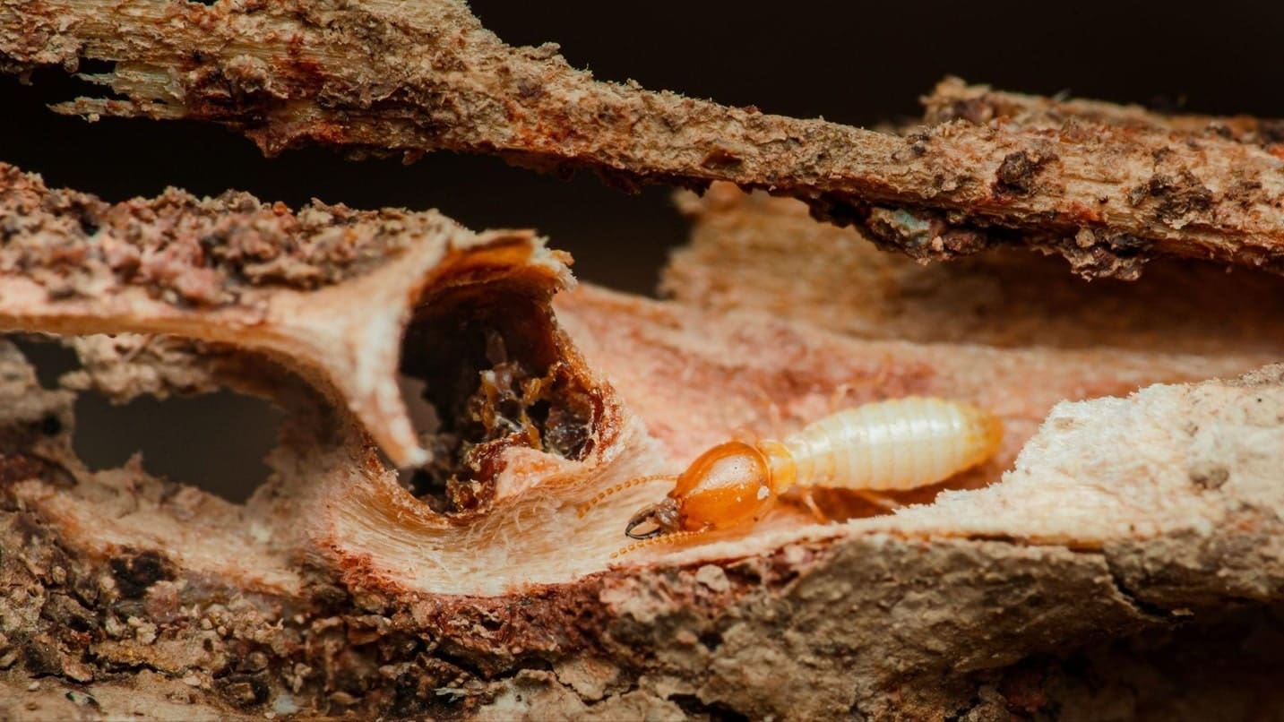 Subterranean Termites - The Hidden Destroyers
