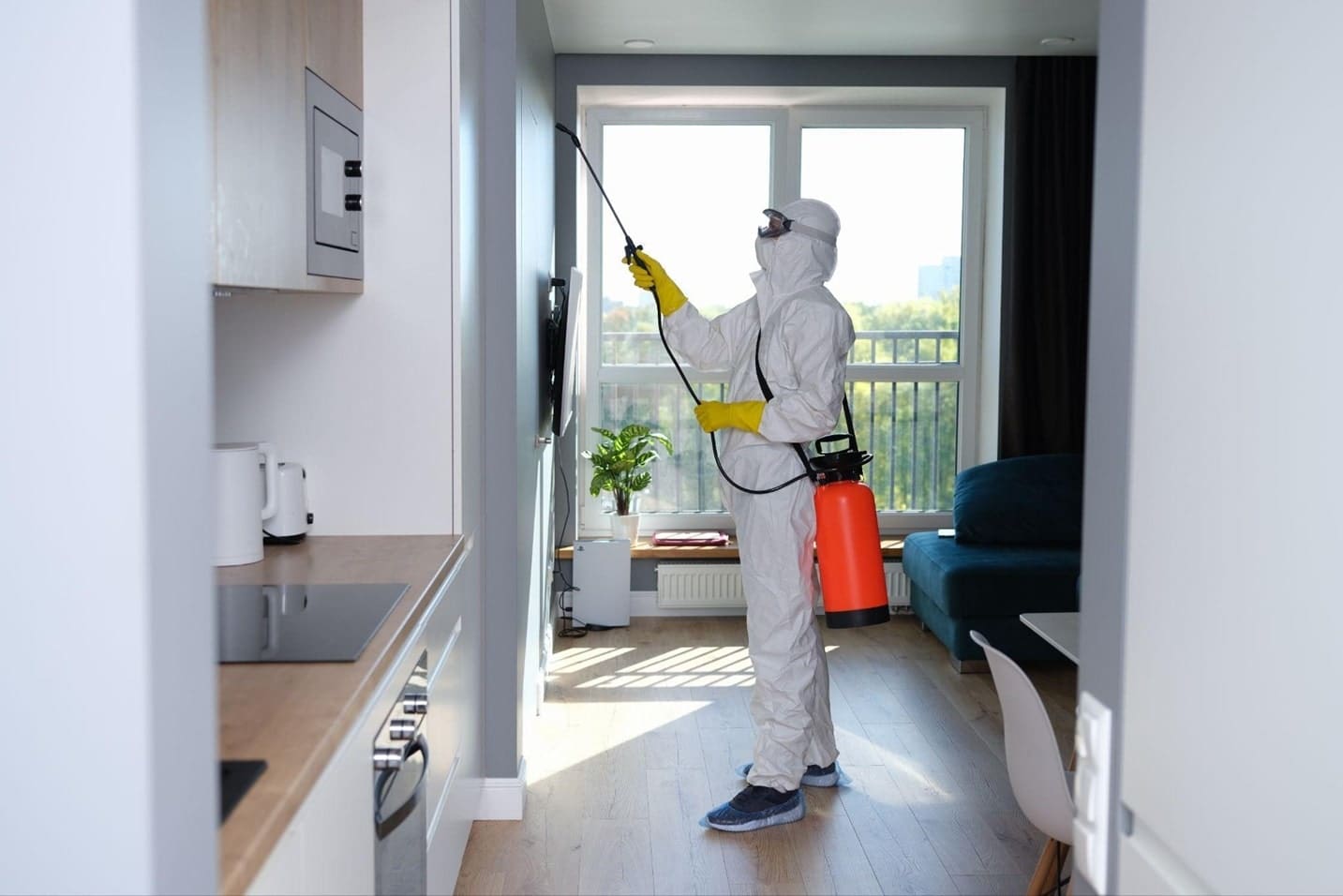 Termite Pest Control - Prevention and Treatment Options