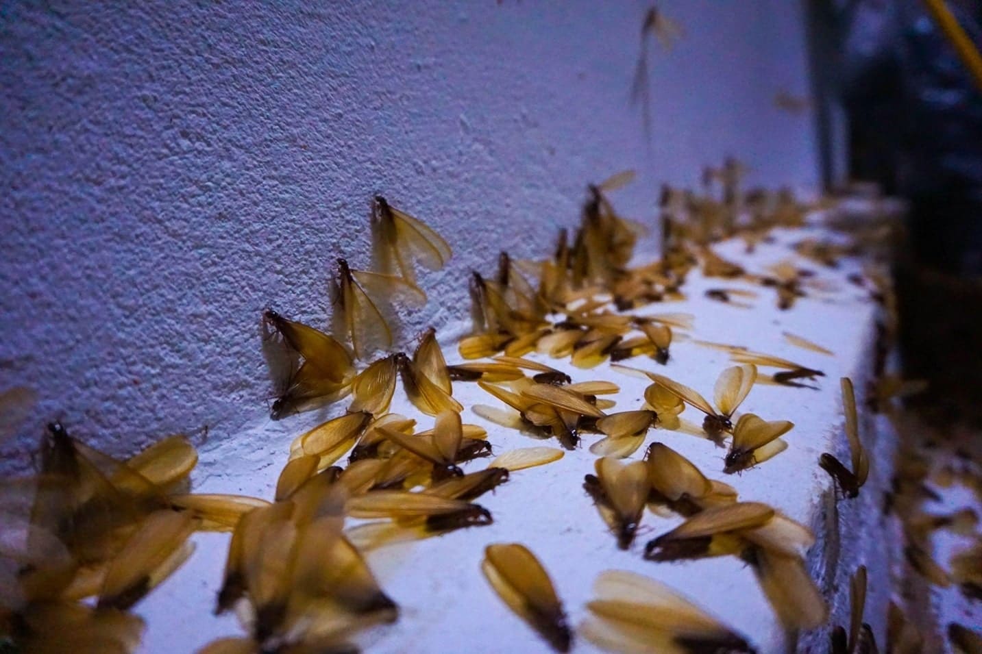 Understand Flying Termites and Swarming Season