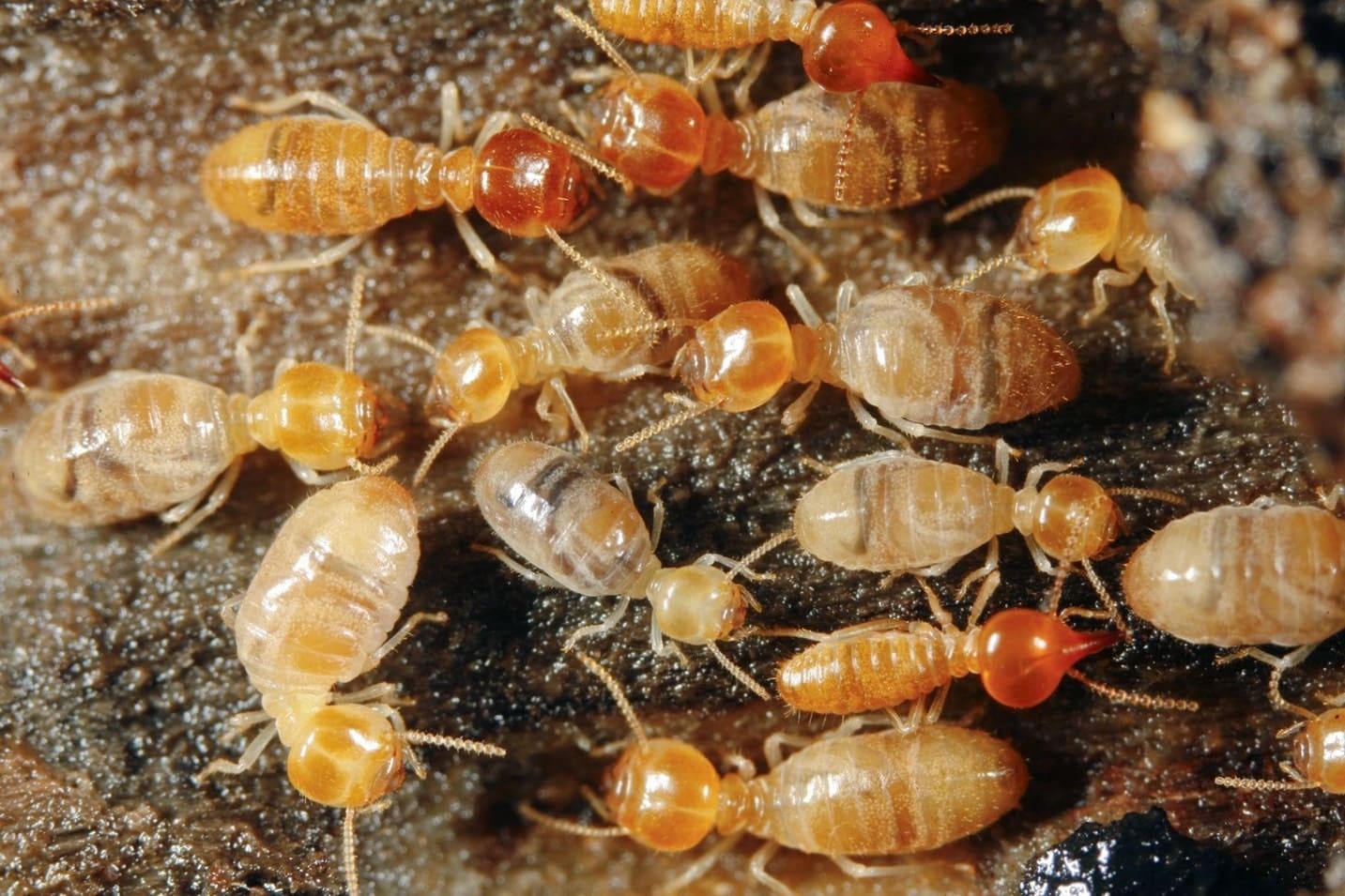 Termites
