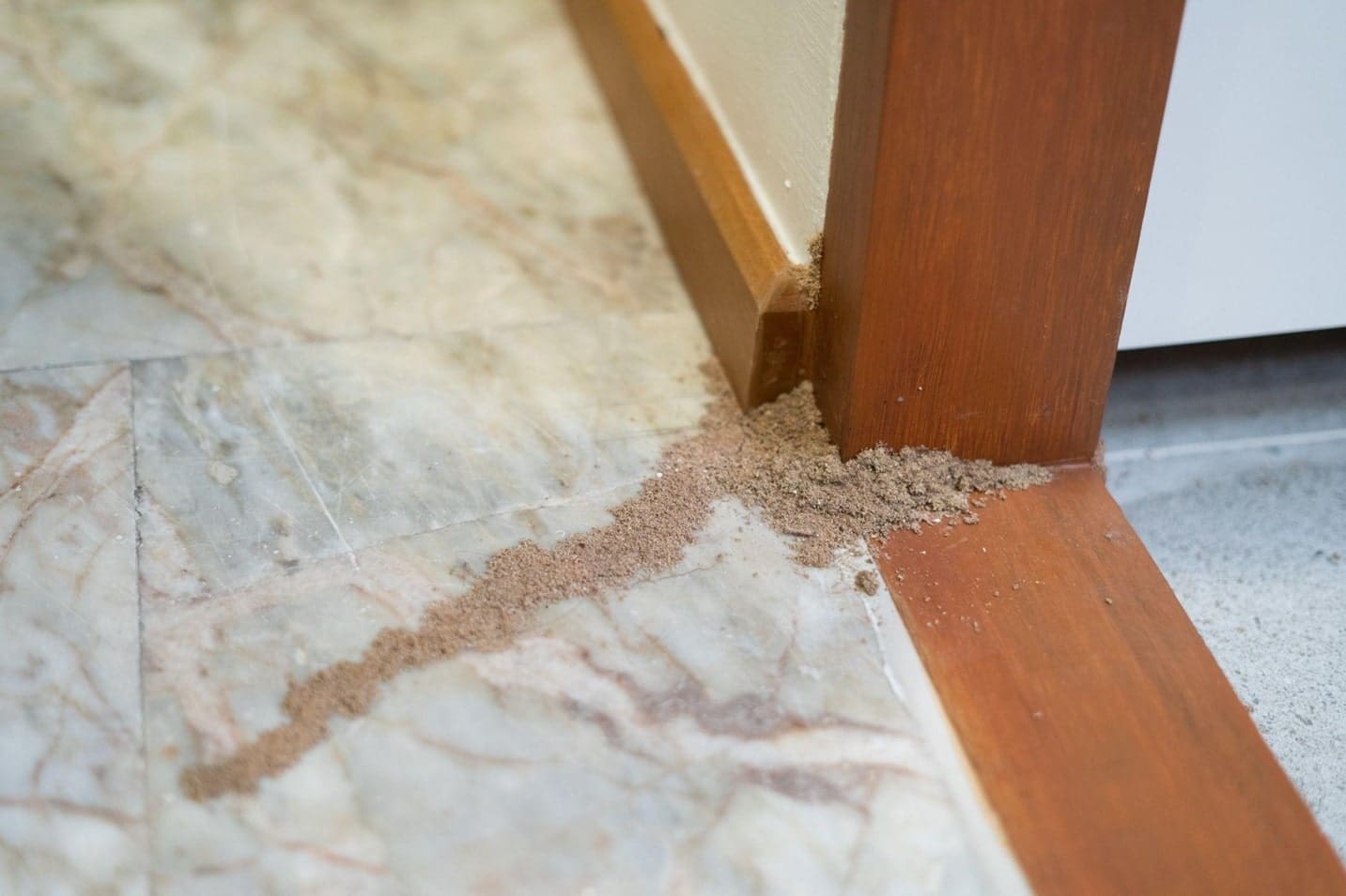 Termites Target Certain Homes