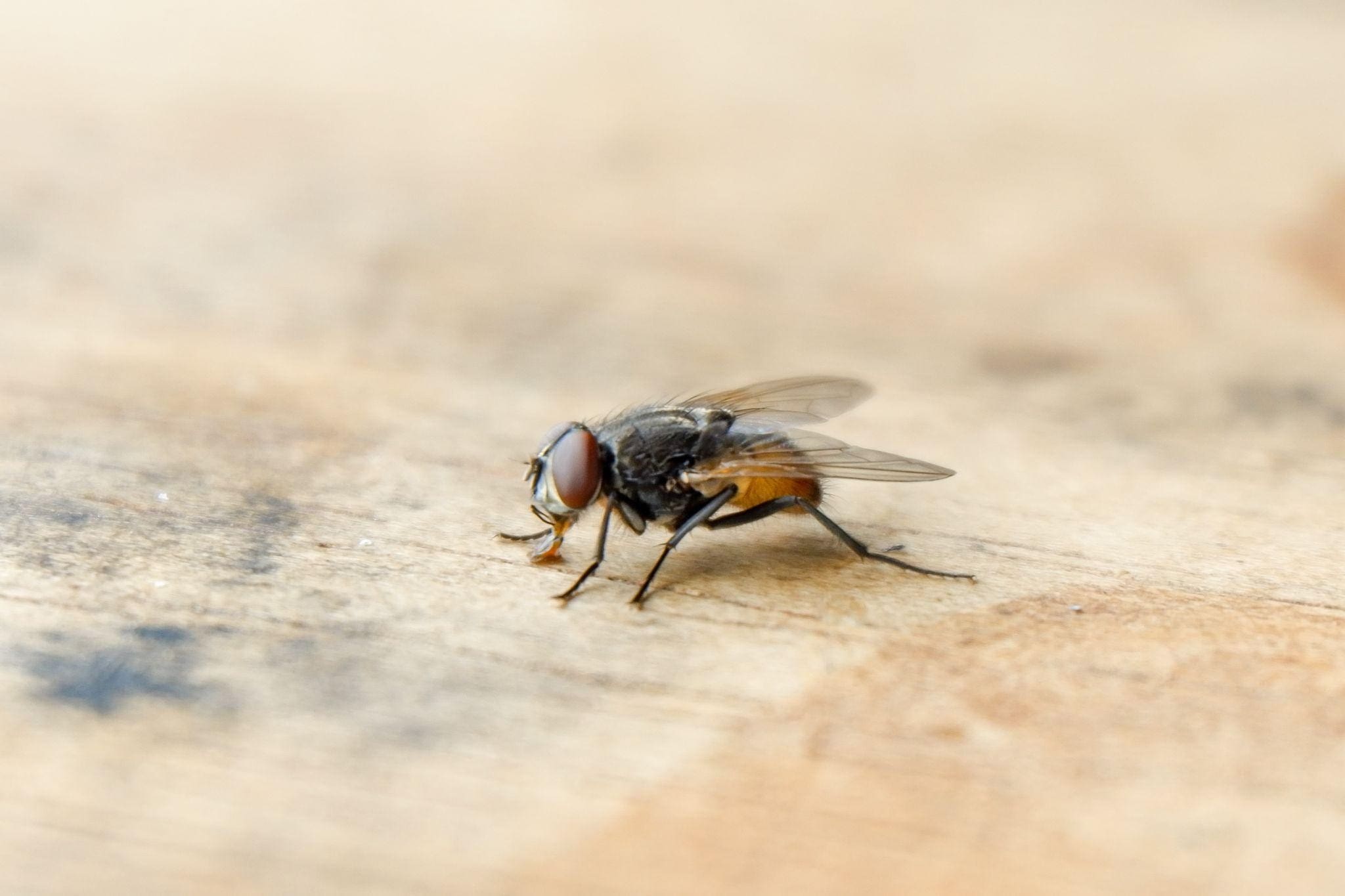 How to Naturally Repel Flies Before They Become a Problem