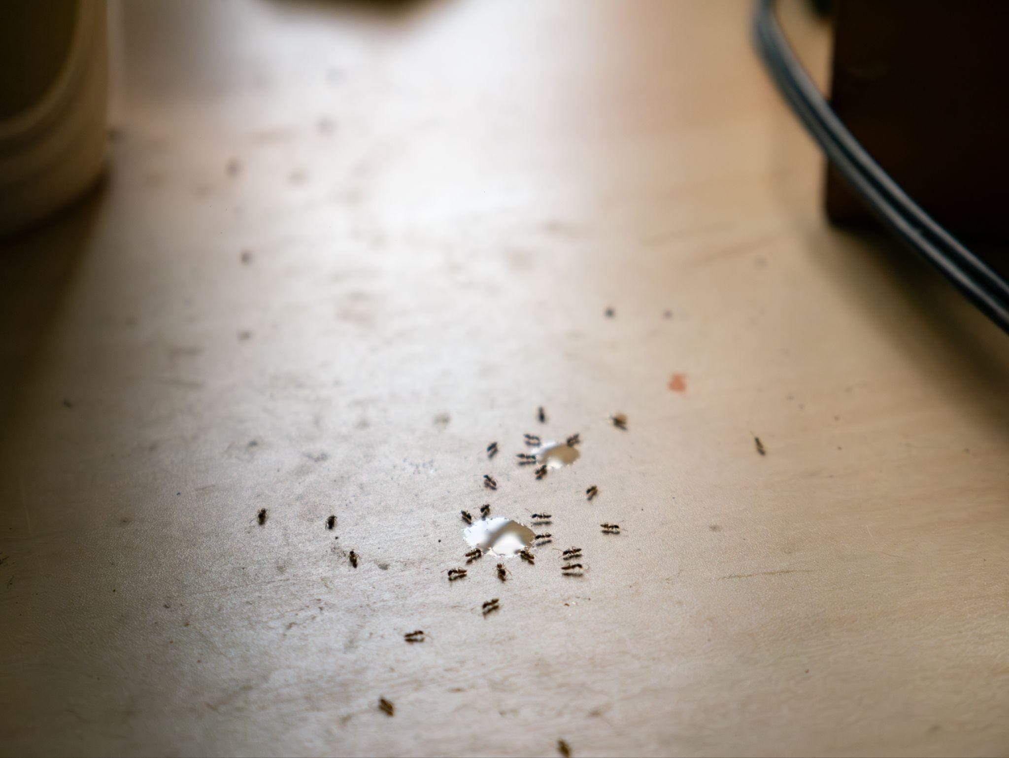 Why Ants Are Suddenly Everywhere in Spring